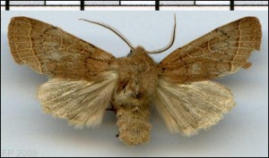 Noc - Orthosia cerasi.jpg