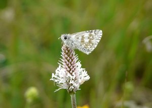 Pyrgus alveus a confirmer - Vercors.jpg