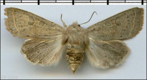 Noc - Orthosia gracilis.jpg