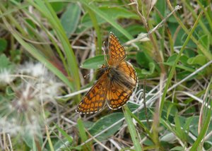 Mélitée des scabieuses (Mellicta parthenoides) a confirmer.jpg