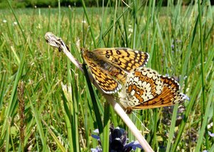 Jour 3 - Les Eyzies - Melitee du plantain (Melitaea cinxia) - environs les Eyzies - 042011 (2) forum.jpg