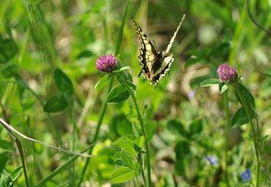 COCO MACHAON AVRIL2011 121 [1280x768].JPG