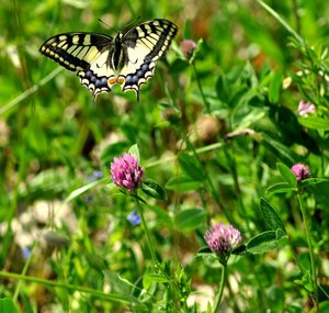 COCO MACHAON AVRIL2011 132 [1280x768].JPG