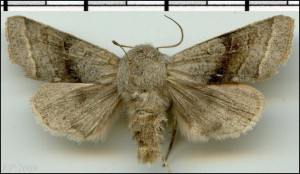 Noc - Orthosia opima.jpg