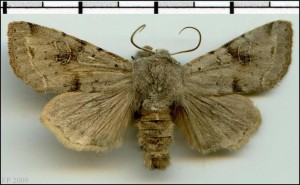 Noc - Orthosia incerta 03.jpg