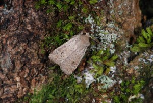 Orthosia cruda SD.JPG