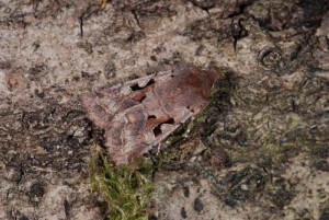 Orthosia gothica.JPG