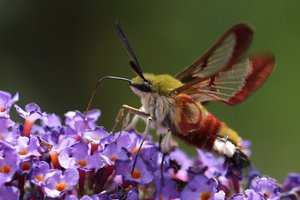 Hemaris fuciformis.JPG