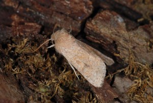 Orthosia miniosa SD5.jpg