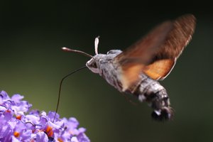 Macroglossum stellatarum.JPG