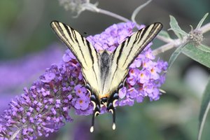 Le Machaon, le Grand Porte-Queue 1.jpg