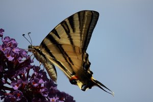 Le Machaon, le Grand Porte-Queue.jpg