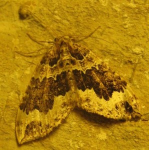 Colostygia  24 04 2009.jpg