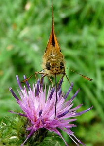 Sylvaine (Ochlodes venatus) (3) PPC.jpg