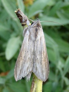 DSC00121.JPG