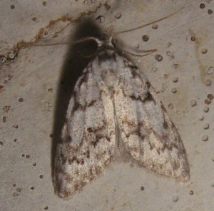 pleuroptya ruralis check  21042009.jpg