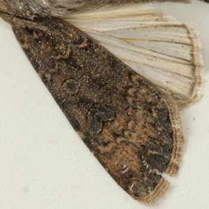 Copie de IMG_5776.jpg