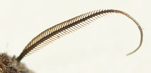 Copie de IMG_5771.jpg
