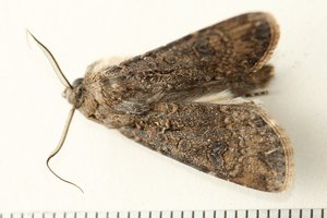 Copie de IMG_5761.jpg