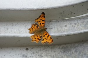 LE ROBERT-LE DIABLE (polygonia c-album)nymphalidae).JPG