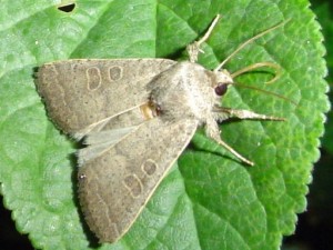 noctuelle constante (orthosia cerasi) - carvin.jpg