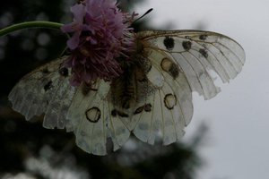 _ICT5304 Parnassius apollon - Apollon (vielle femelle).jpg