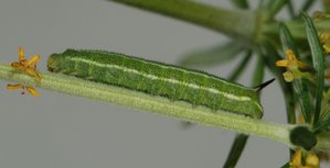 DSC_7505.JPG