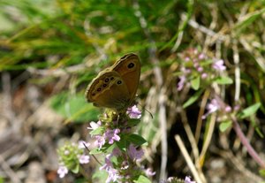 _ICT5210 Fadet des garrigues - Coenonympha dorus (corr).JPG