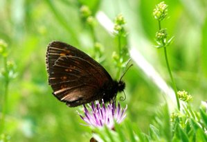 _ICT5218 Moiré lancéolé - Erebia alberganus.jpg