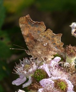 Robert-le-diable Polygonia c-album.JPG