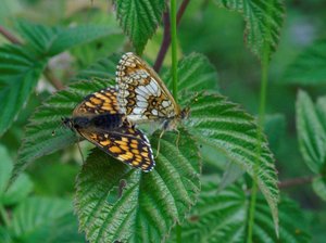 _ICT5368 Melitaea atnalia .....jpg