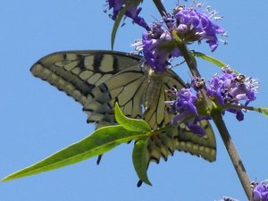 Machaon (2).JPG