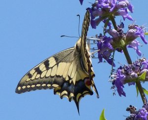 Machaon (1).JPG