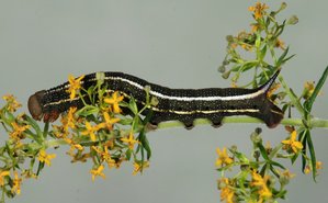 DSC_7565.JPG