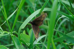 _ICT5307 Moiré franconien - Erebia medusa.jpg