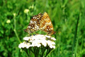 _ICT5350 Mélitée du mélampyre - Melitaea athalia.jpg