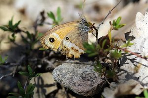 Coenonympha dorus-1146.jpg