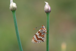 M.plantain-ppc-2385.jpg