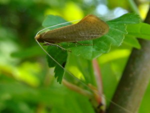 Nematopogon metaxella.JPG