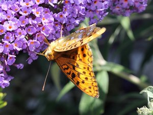 Le moyen nacré (Fabriciana adippe).jpg