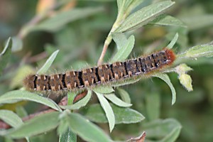 Lasiocampa quercus-ppc.jpg