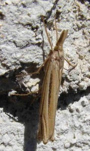 Crambus lathonellus.JPG