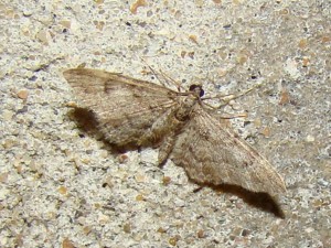 Eupithecia.JPG