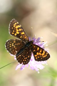 Melitaea diamina-6347.JPG