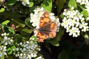 L. celtis ppc-2416.JPG
