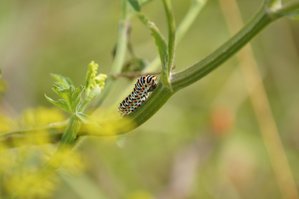 chenille de machaon (1).JPG