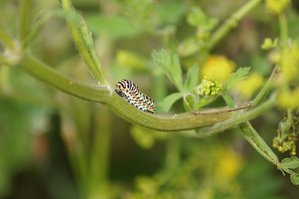 chenille de machaon.JPG