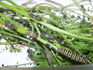 papilio-machaon06082011a.jpg