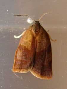 Cacoecimorpha pronubana (3).JPG