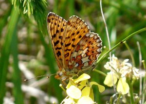 Boloria euphrosyne a confirmer rev.jpg